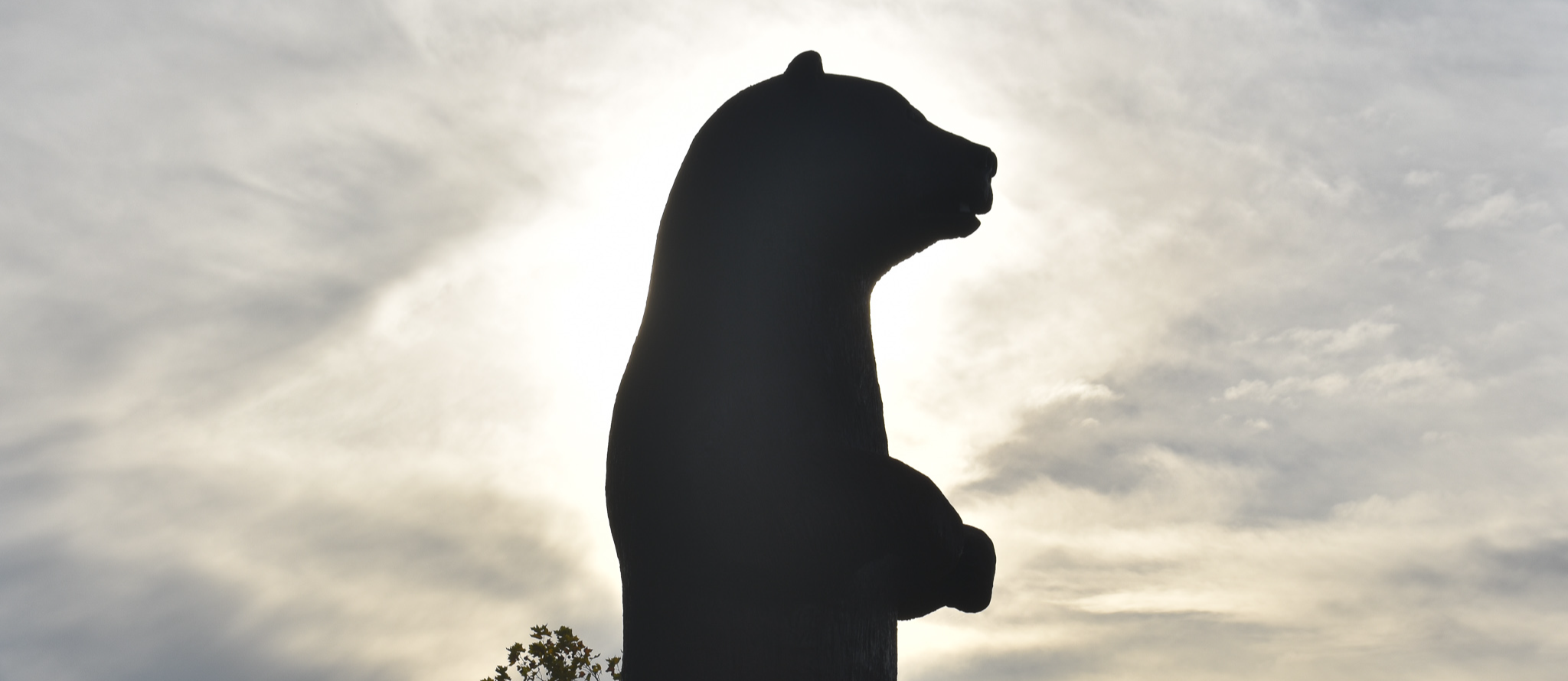 Grizzly statue shadow