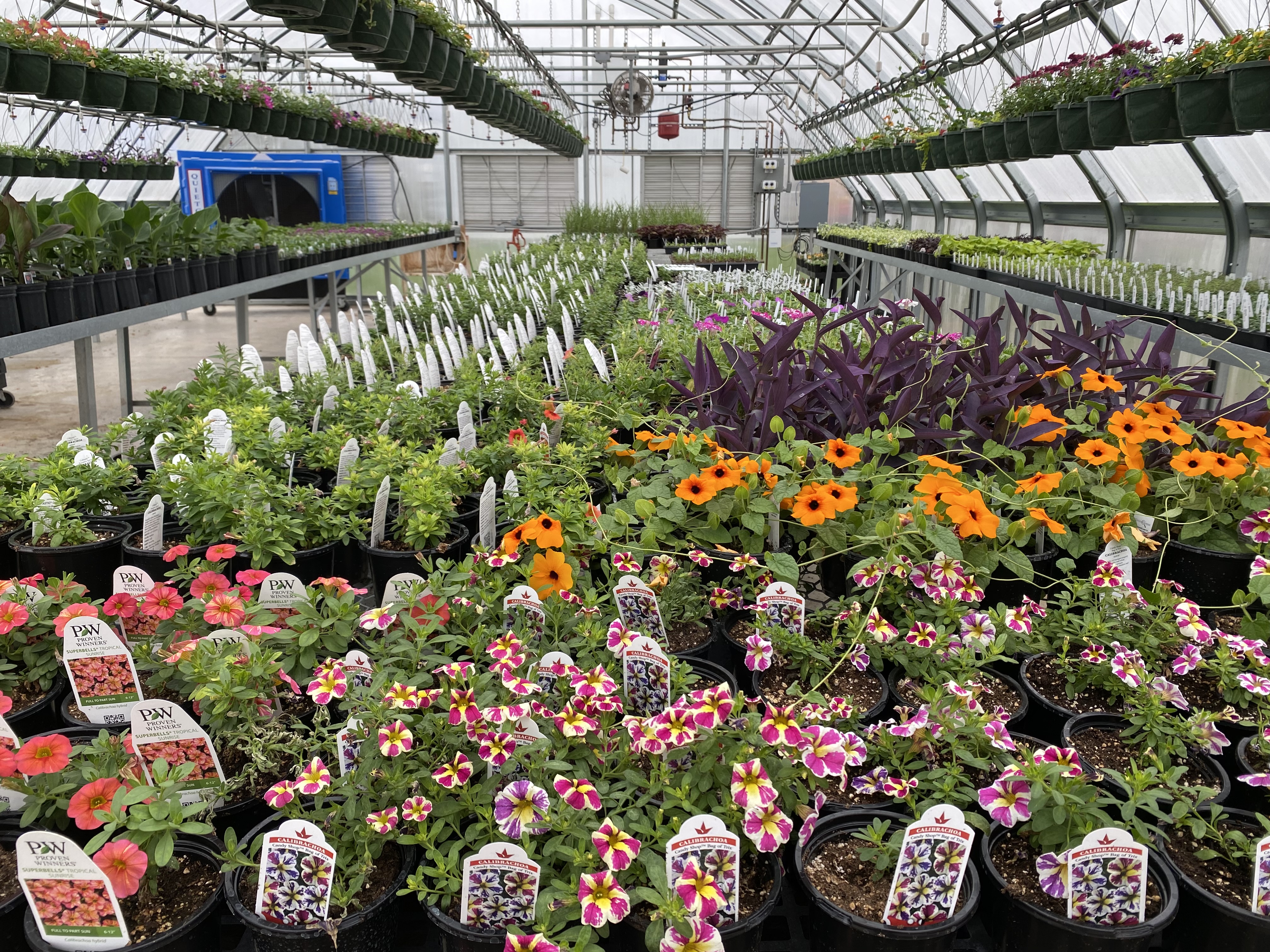 Flowers in a greenhouse