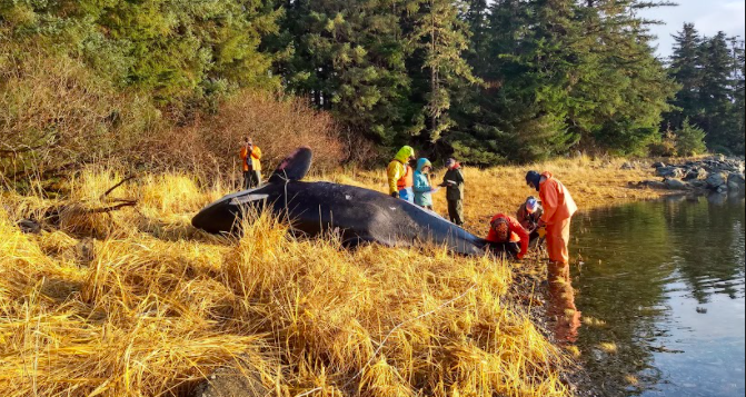 Dissection of an ORCA in Tenakee Inlet