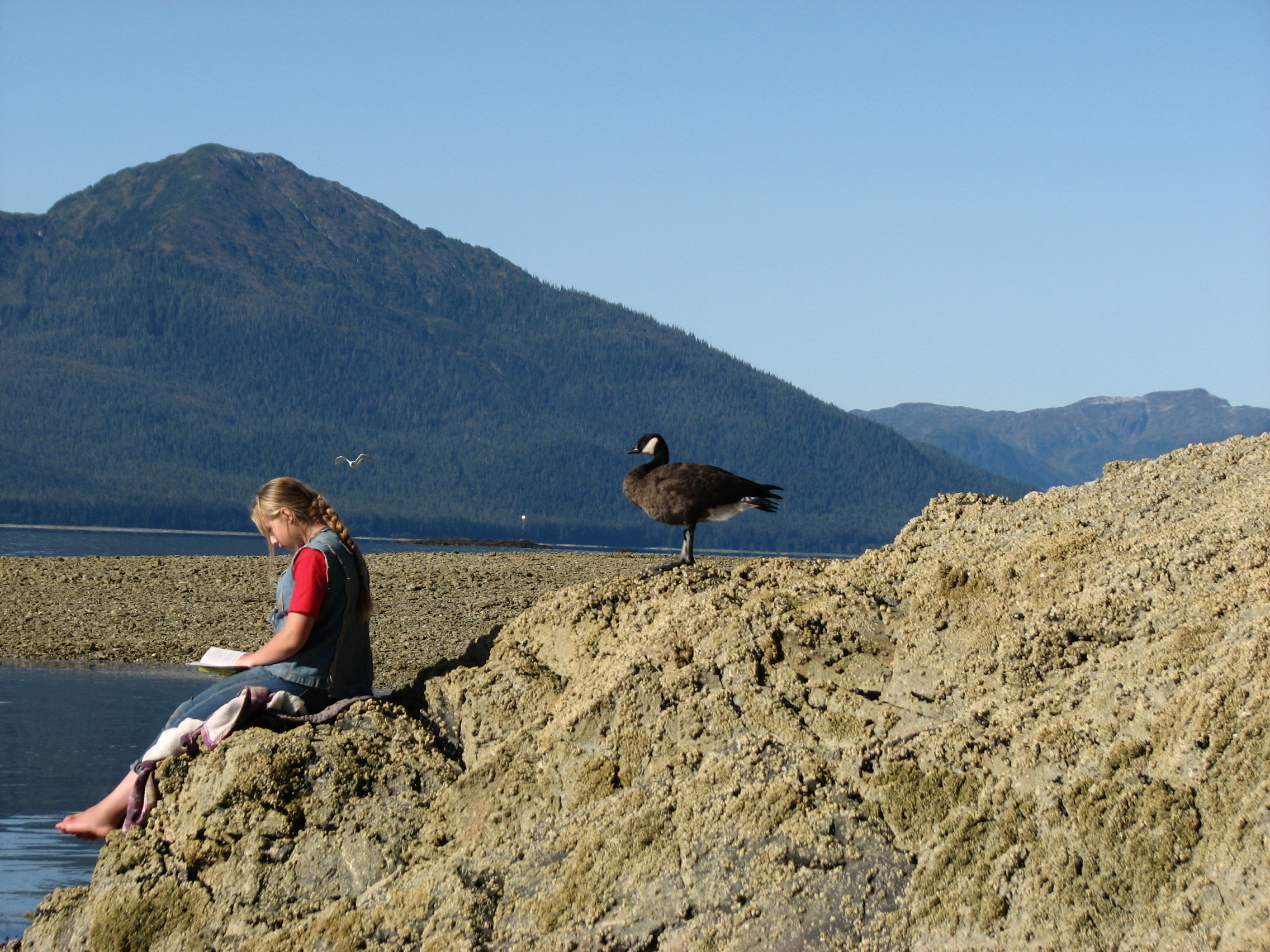 girl reading a book on a beach being watched by a Canada goose