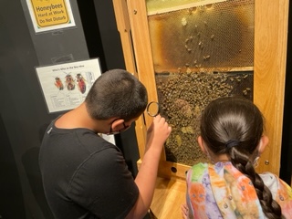 Boy and girl examining an ant exhibit