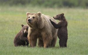 Grizzly bears