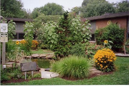 Our Wildlife Habitat in Westerly's courtyard: