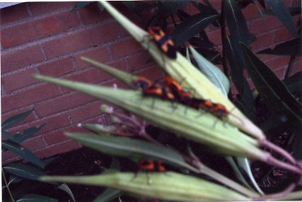 Milkweed and milkweed beetles: