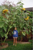 Sunflower Fields