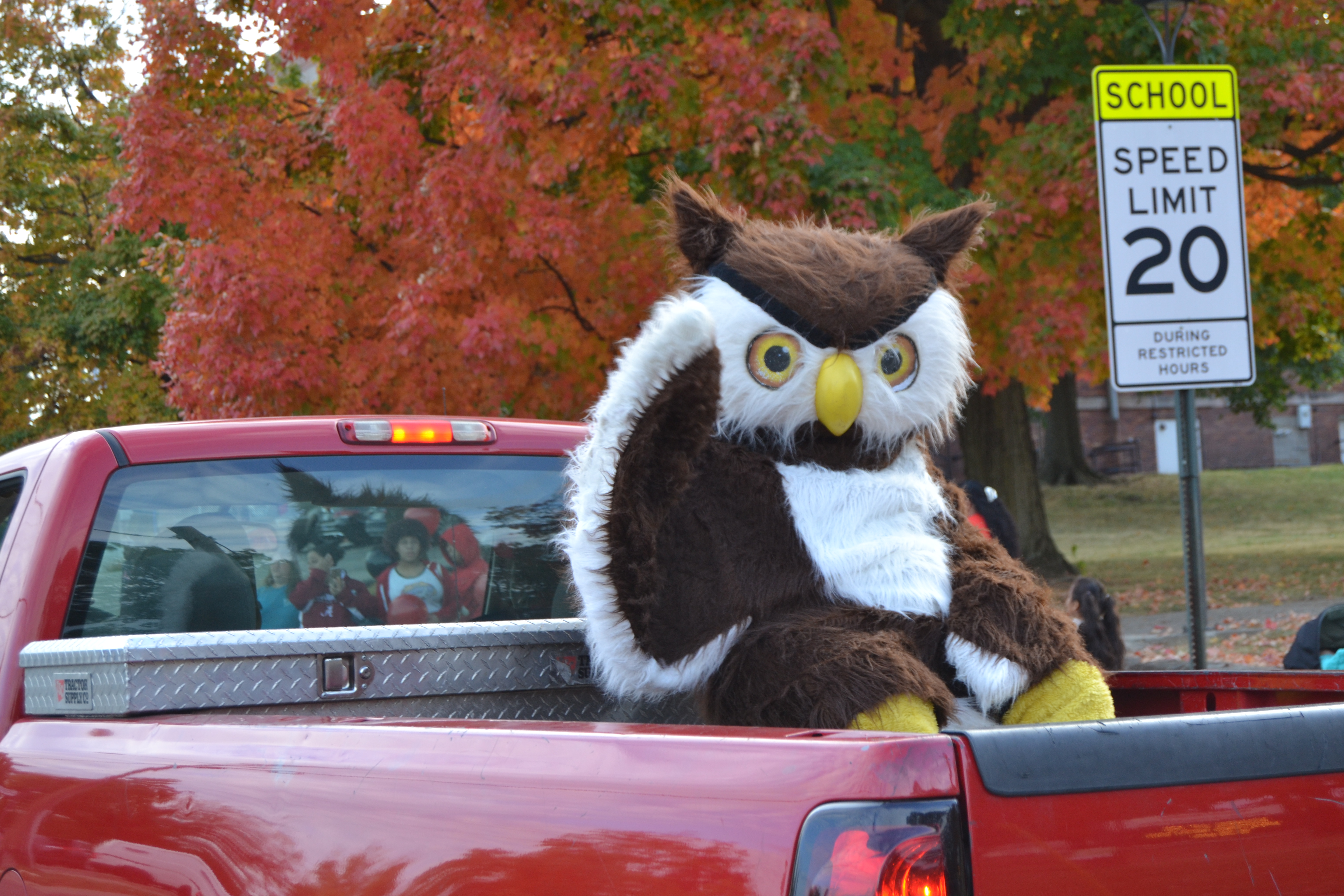 owl in truck