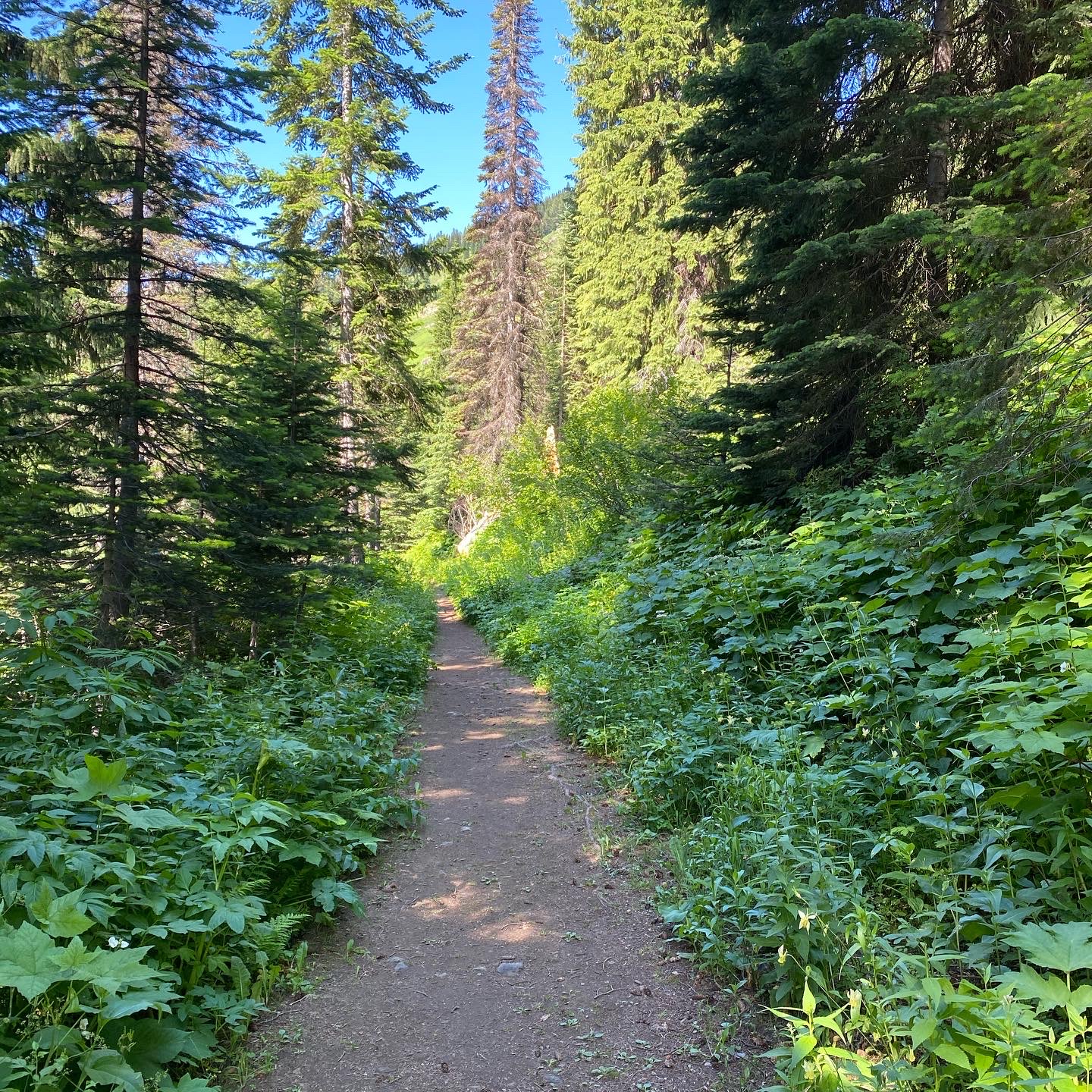 Forrest in Superior, Montana