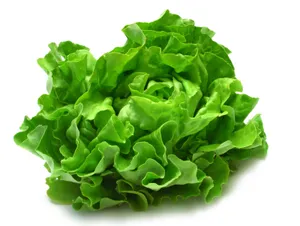 Head of Lettuce