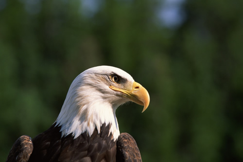 eagle