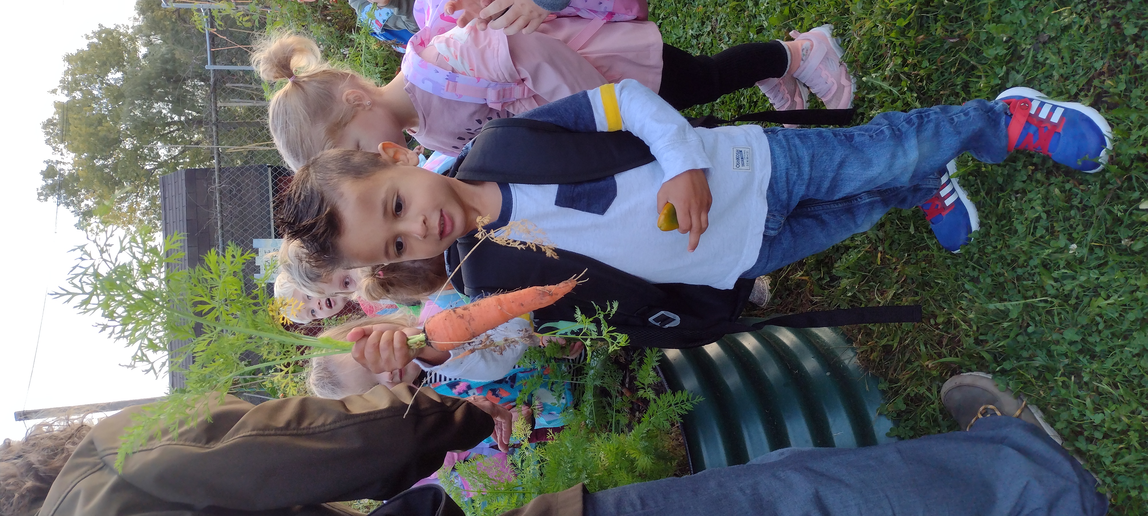 Picking carrots in the garden