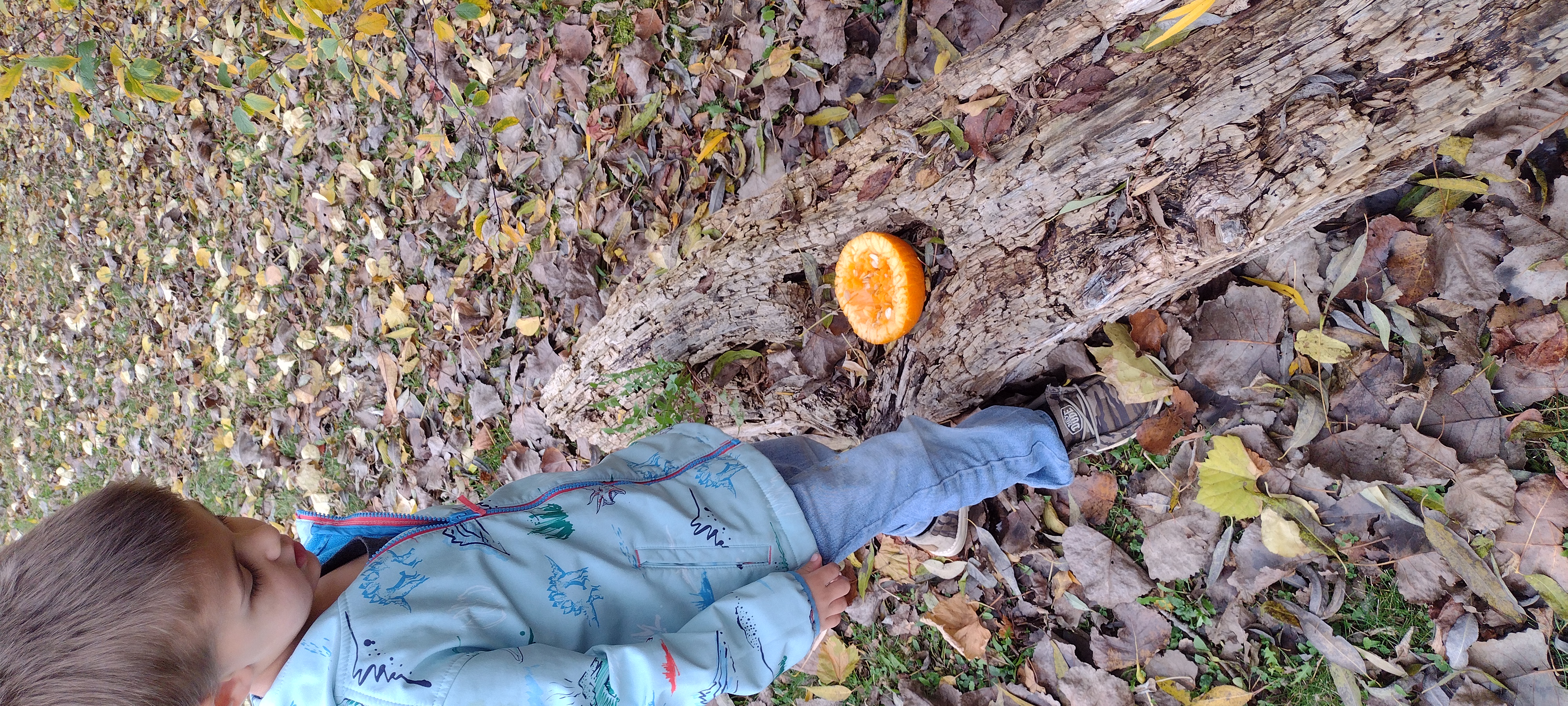 investigating a fallen tree trunk and leaving pumpkins for the animals to eat