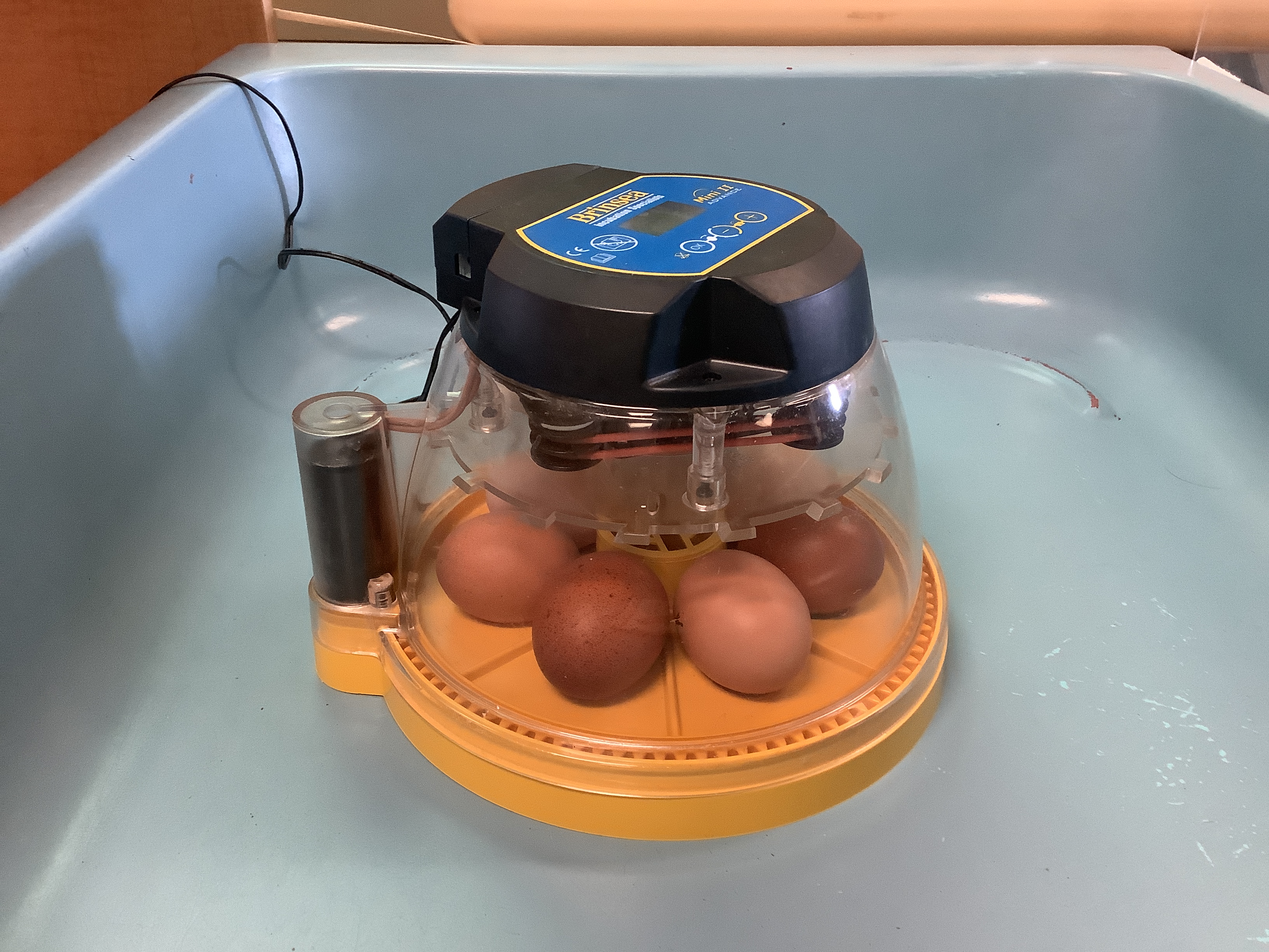 our incubator with chicken eggs