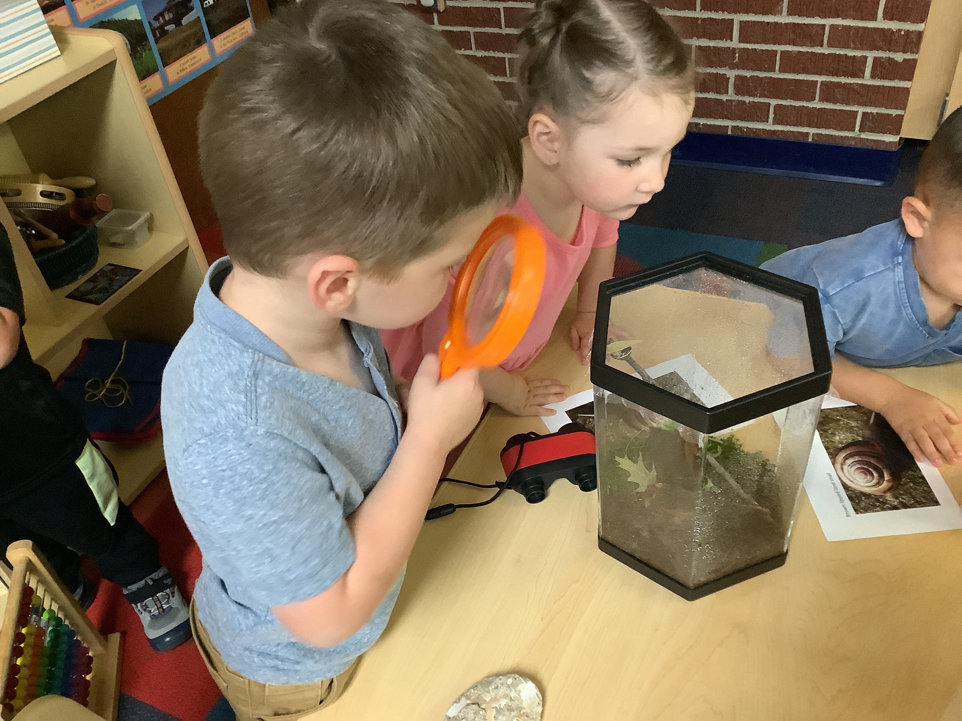 discovering snails 