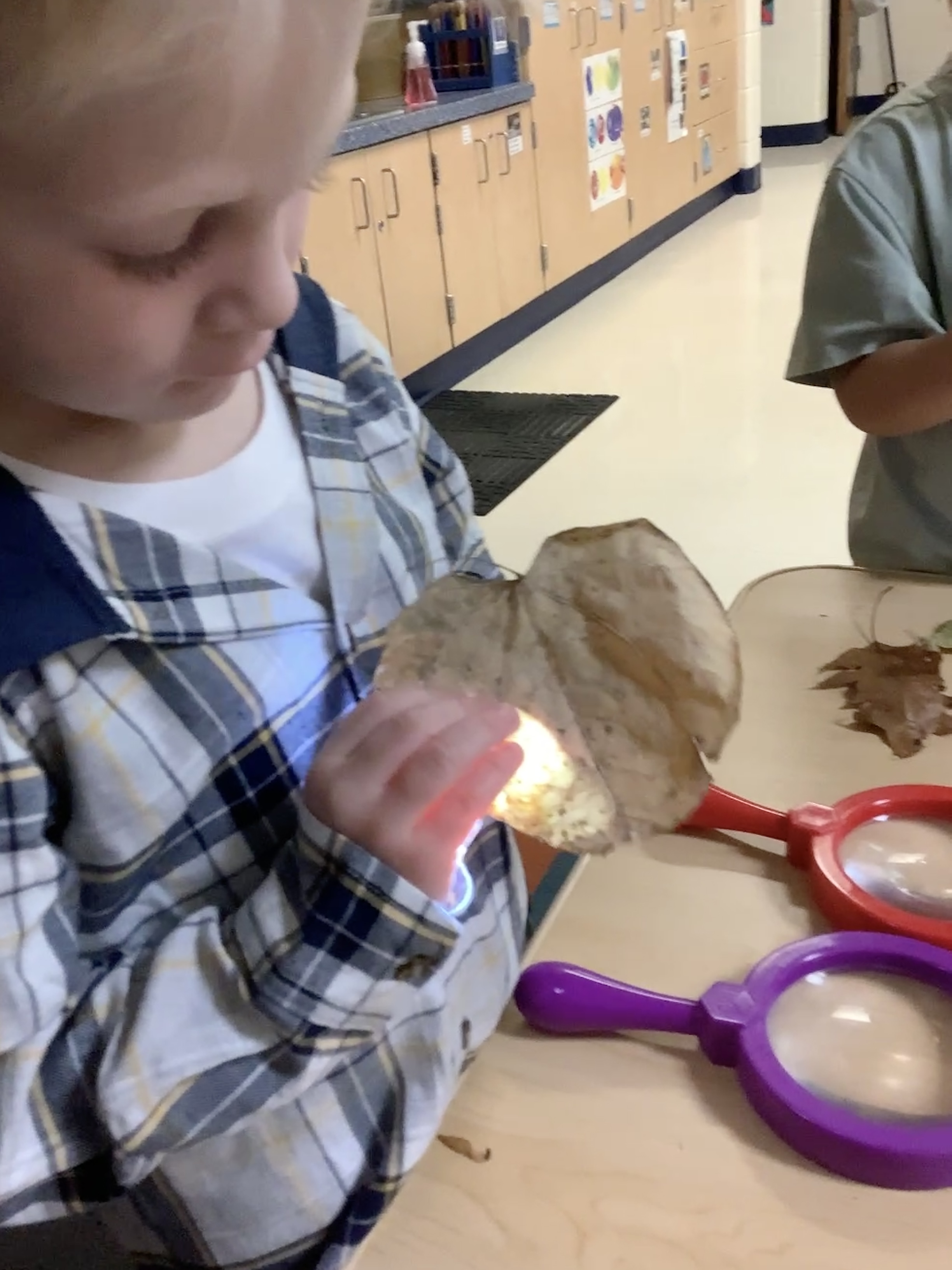 exploring leaves and flashlights