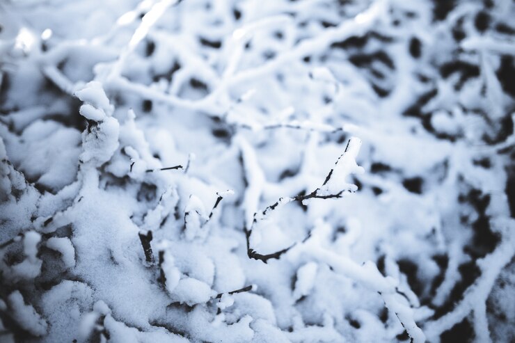 snowy tree