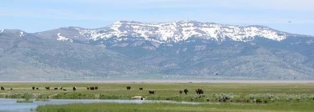 mountains and cattle