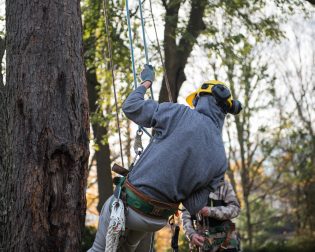 Student operates ropes while hanging in a tree