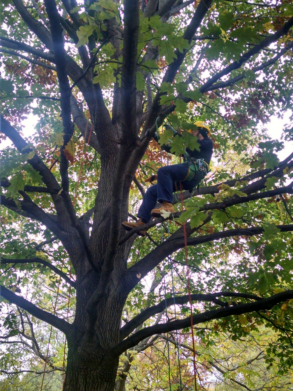 A student in a tree