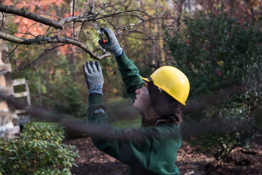 Student trimming a tree