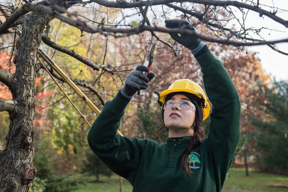 Student trimming a tree