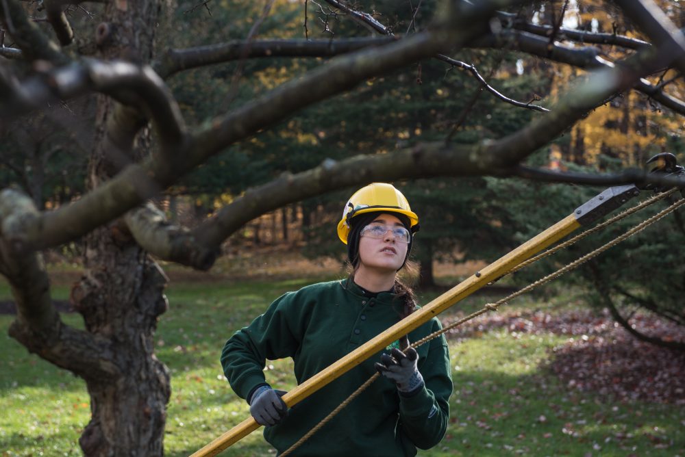 Student trimming a tree