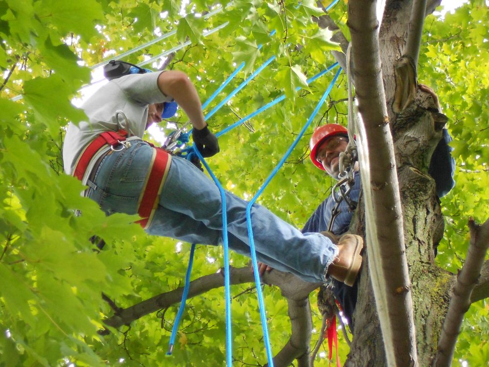 Students in a tree