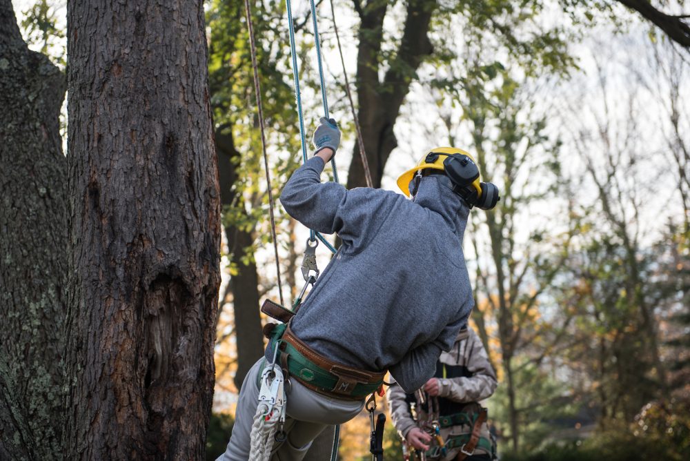 Student climbing a tree