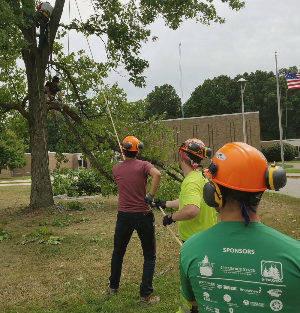 Students working together to trim a tree