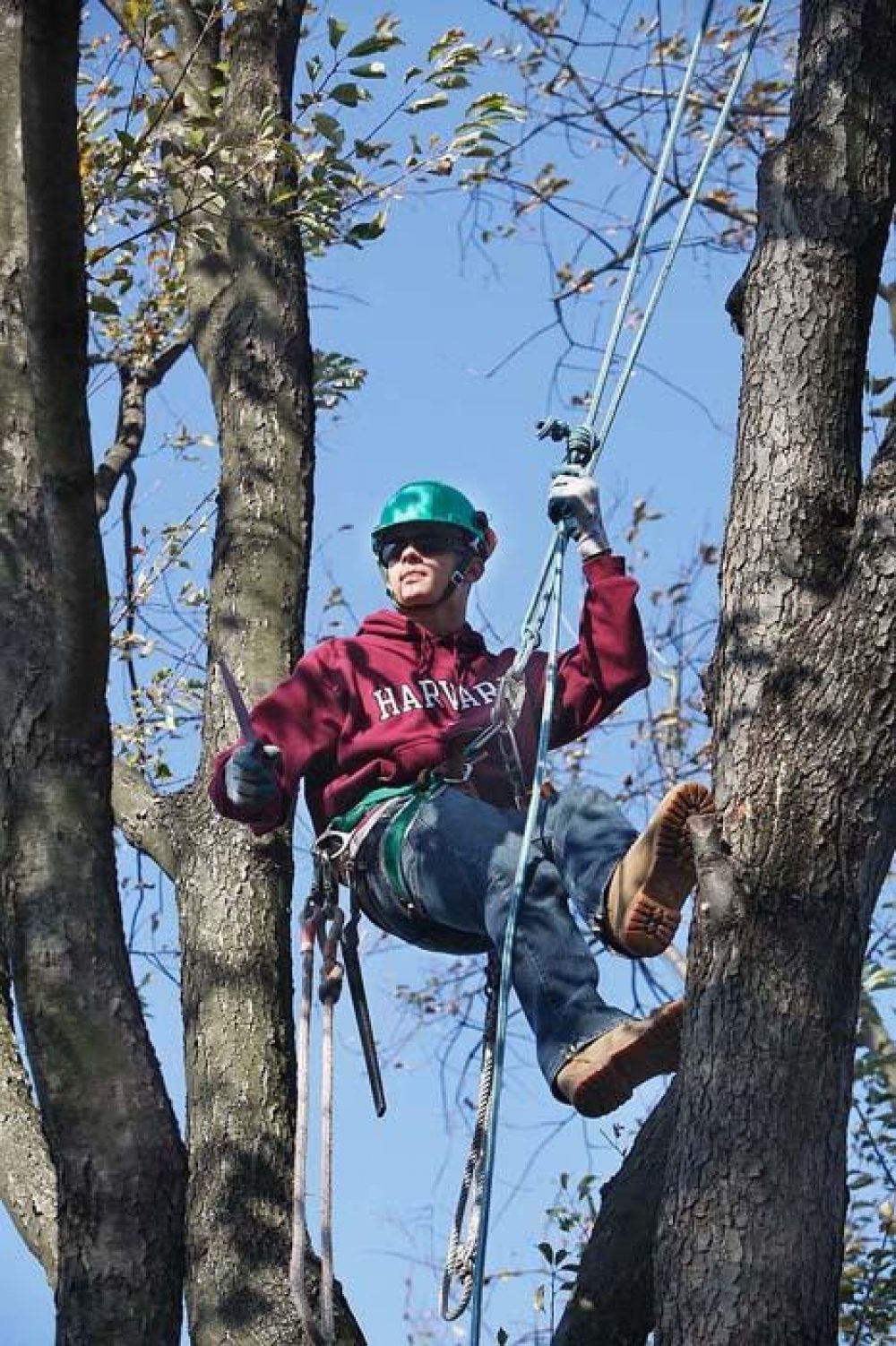 Student in a tree