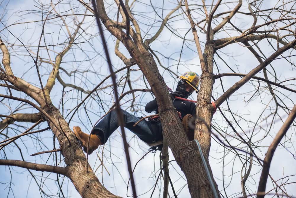 Student in a tree