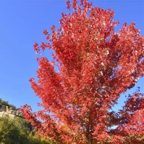 pretty fall trees