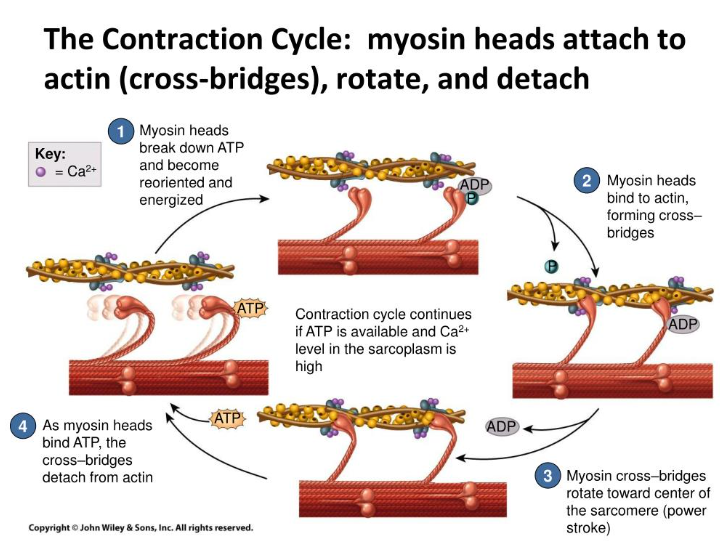 Actin and myosin cross bridges