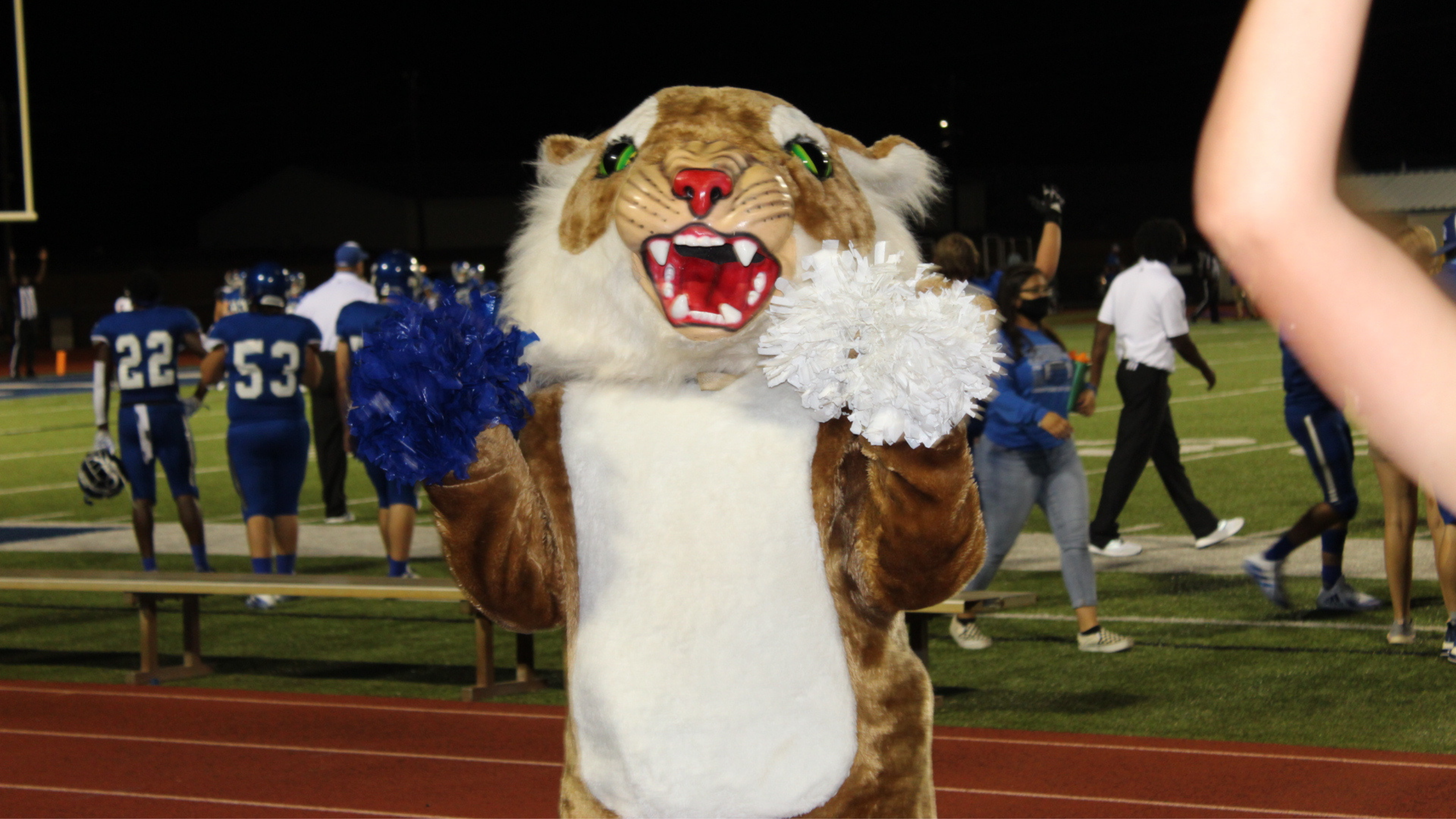 wildcat mascot cheering on the sidelines