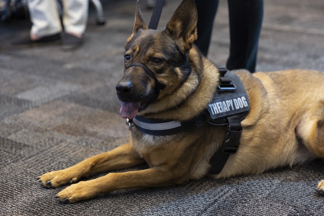 therapy dog
