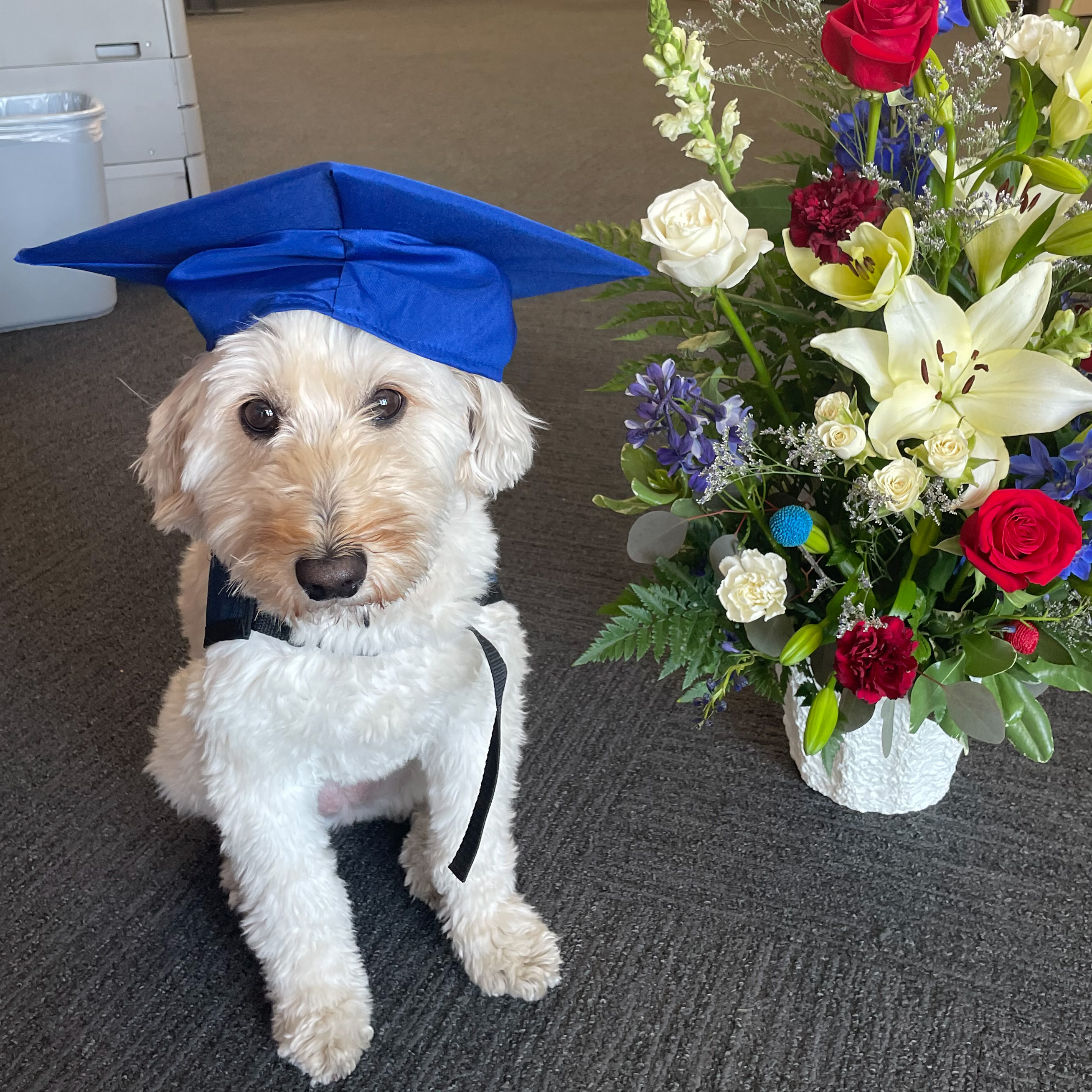 A white dog wearing a blue MV graduation cap next to a bouquet of flowers