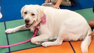 white labrador