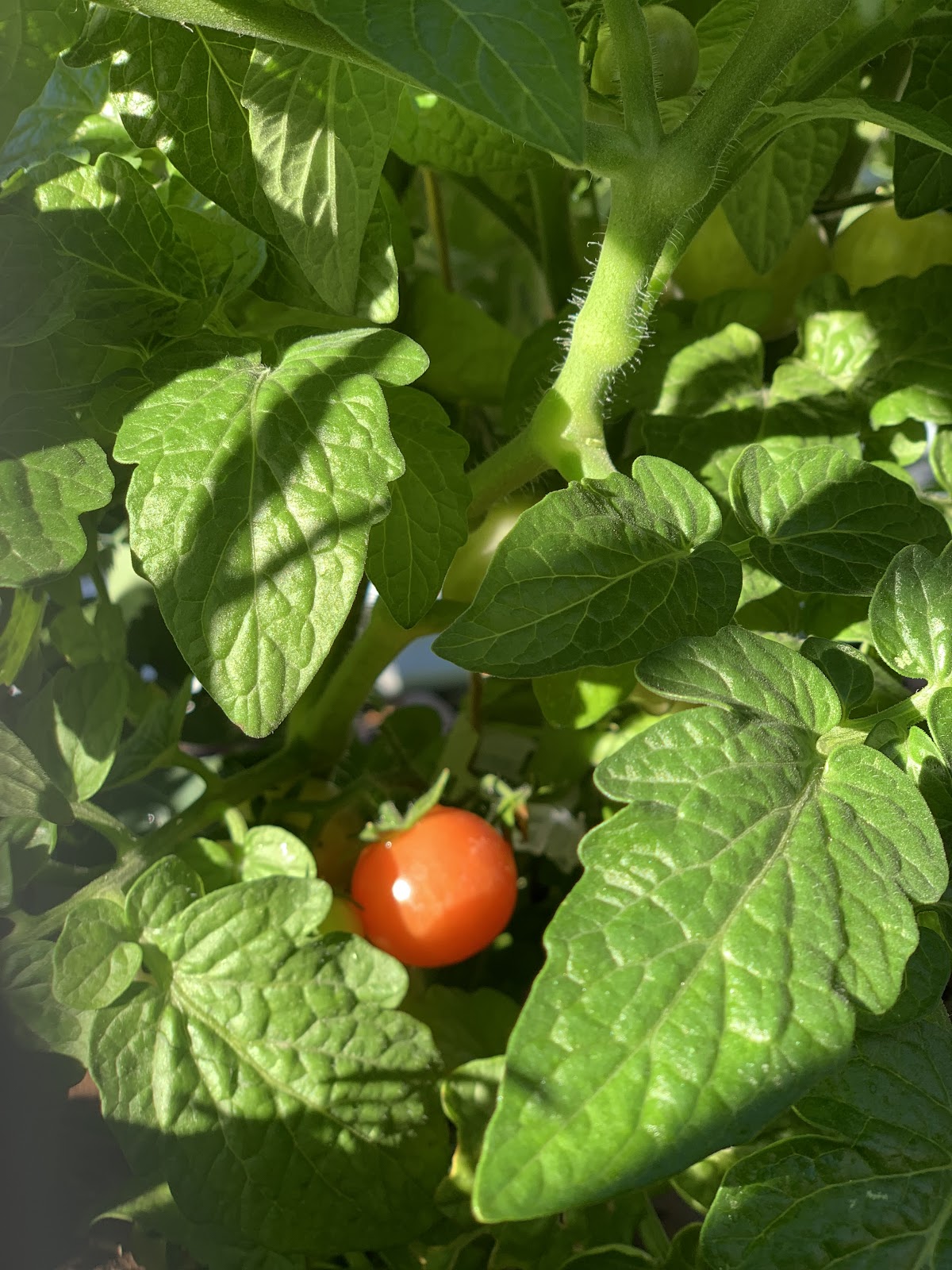 tomato plant with small red tomato