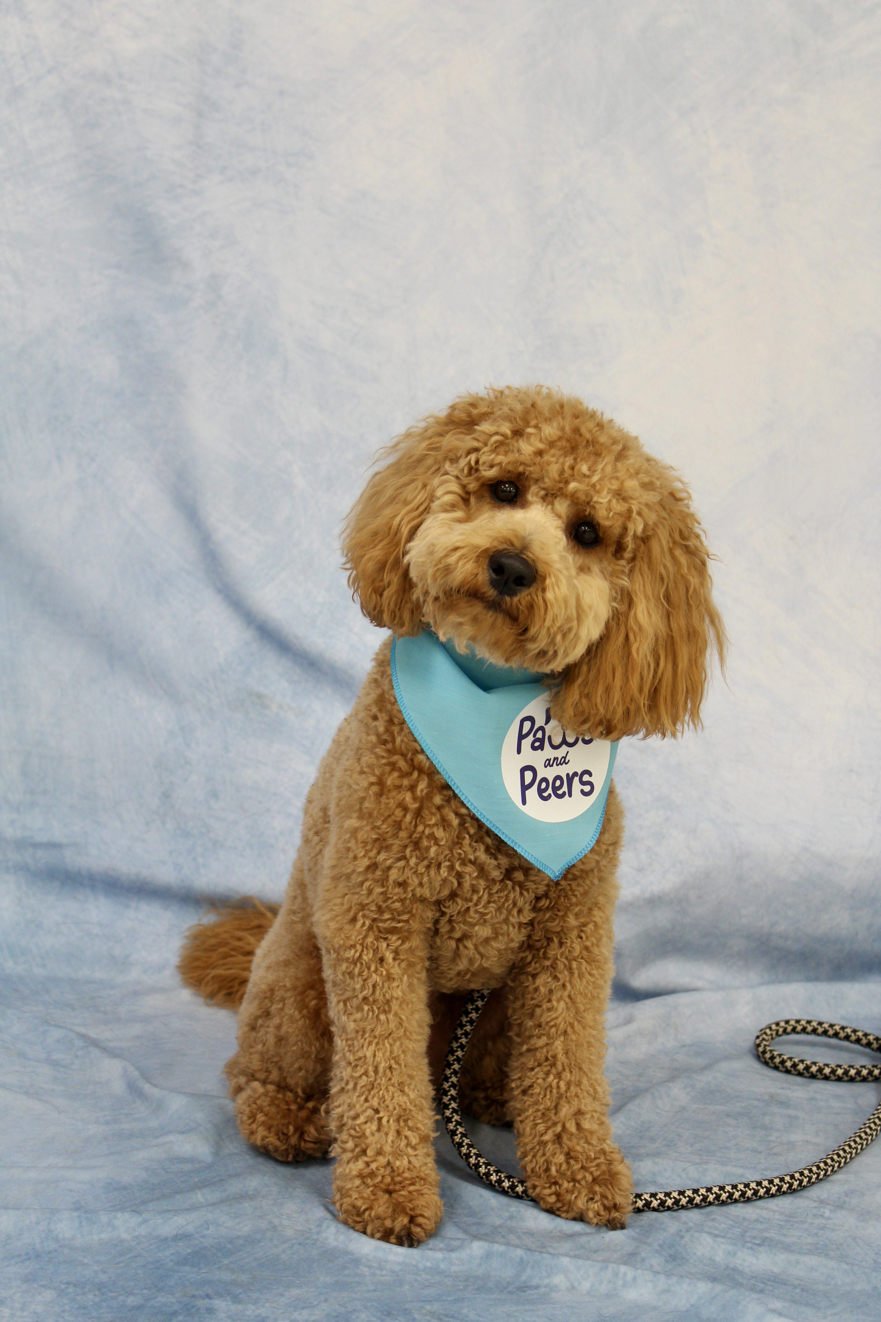 A small golden doodle with a light blue bandana sitting against a blue backdrop.