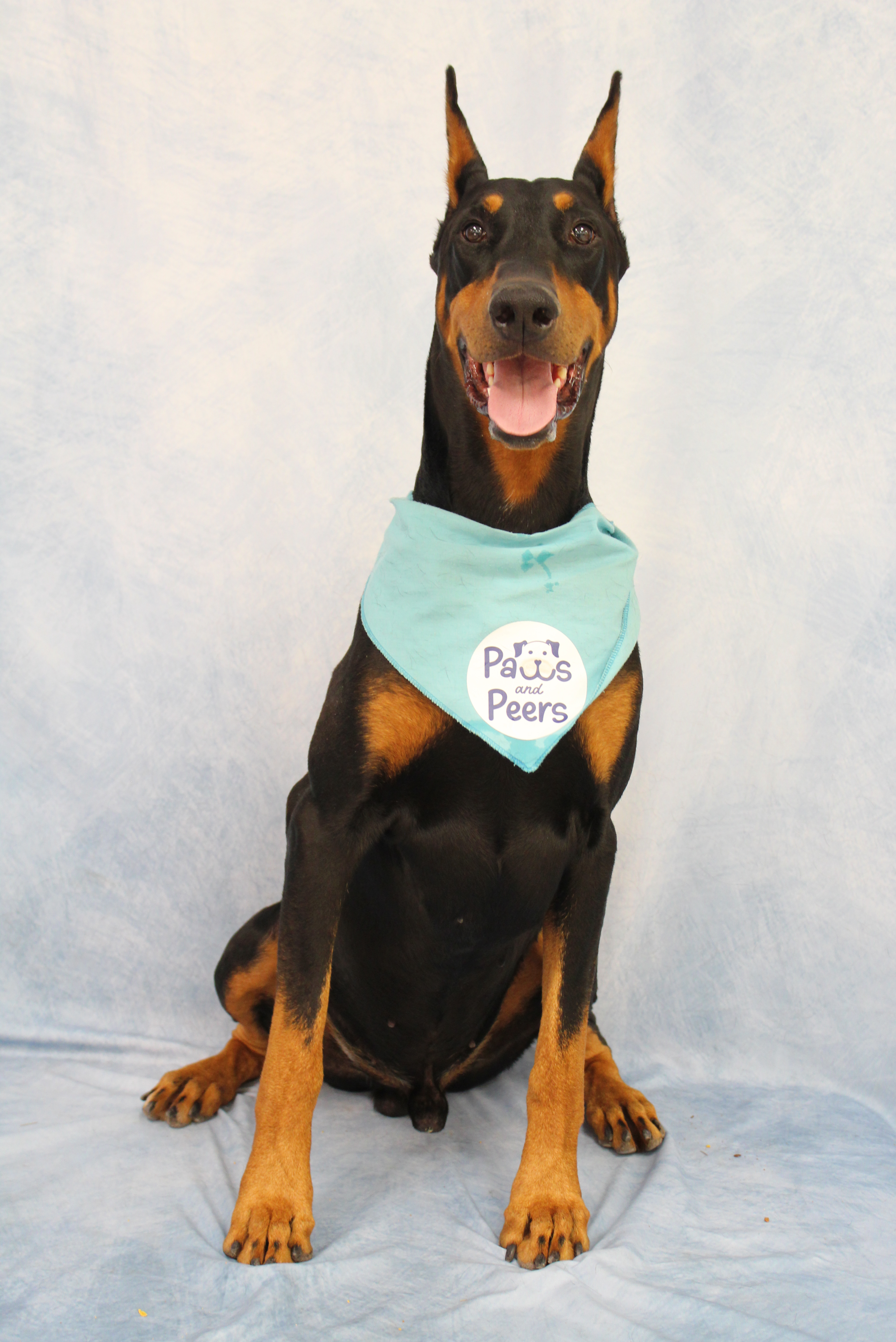 Tucker the therapy dog