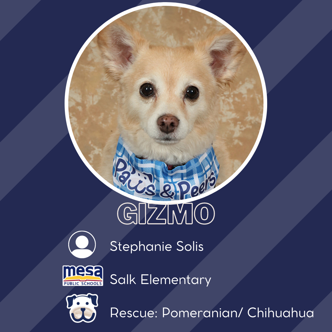 Therapy Dog Gizmo