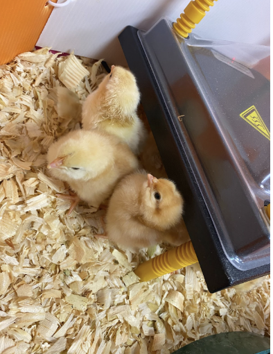 chicks