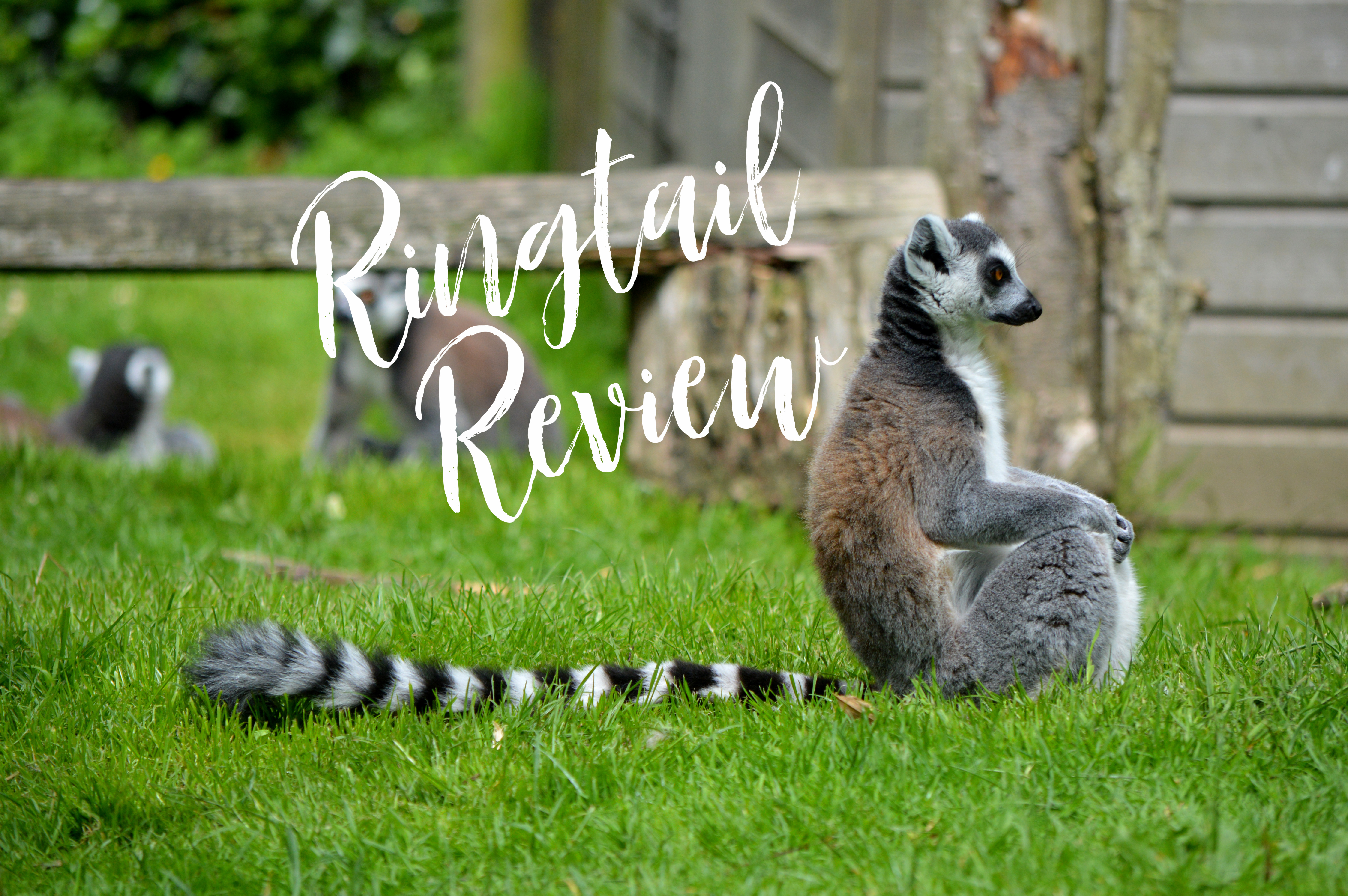 Ringtail Review
