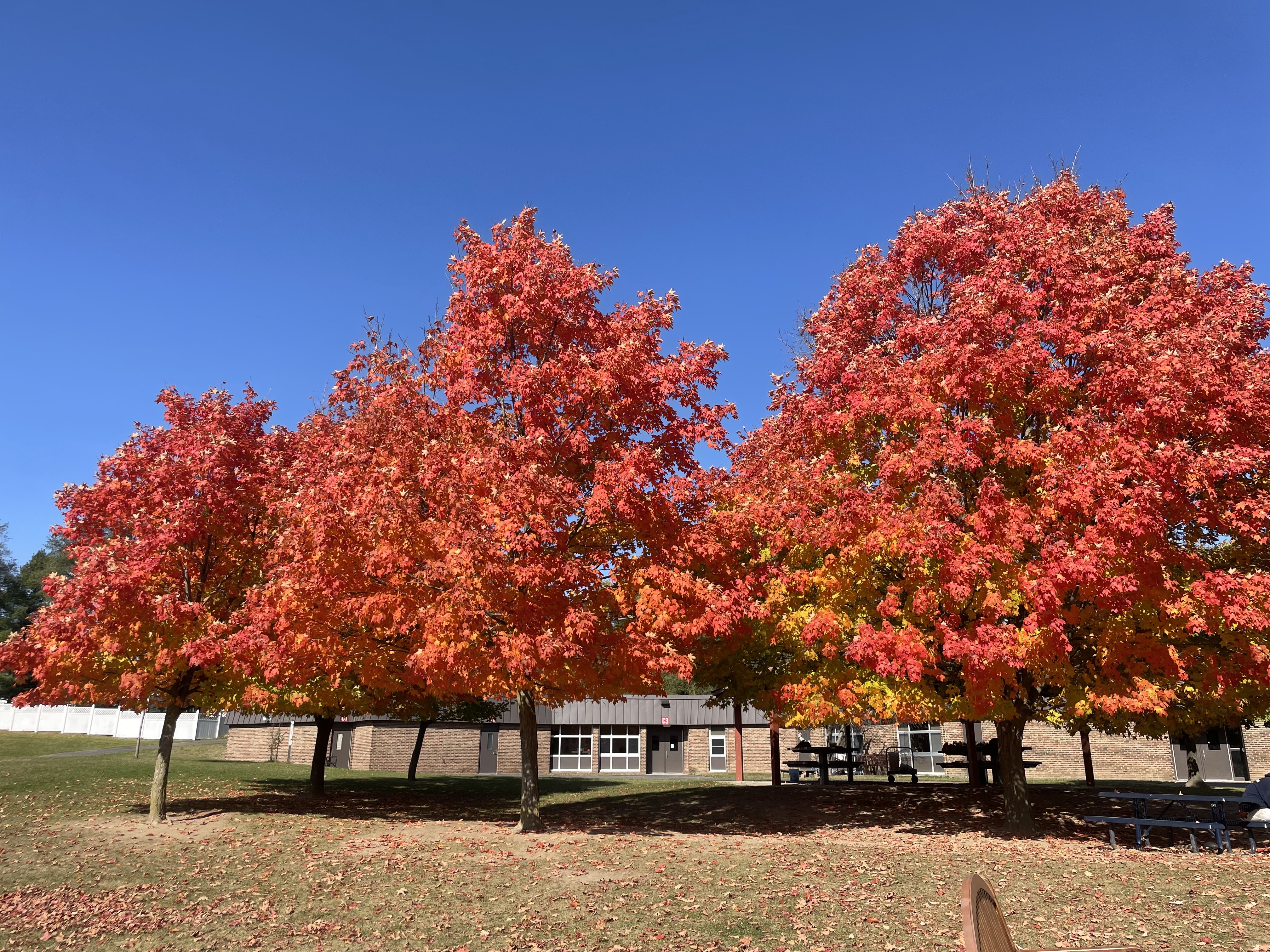 Leaves changing colors in the back playground at Kurtz Elementary. The leaves are a beautiful orange and red color.