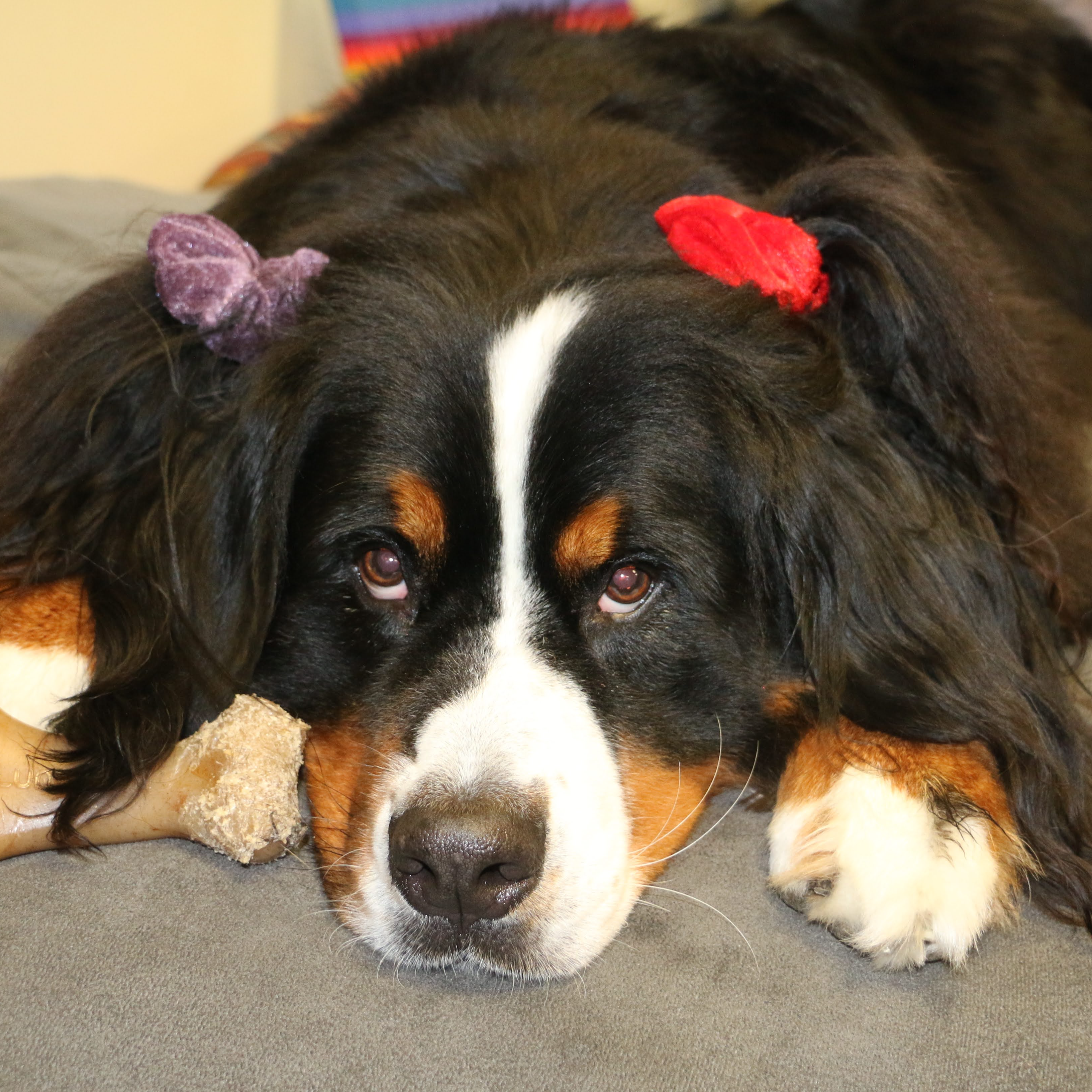 Radar, one of Muir's Bernese Mountain Dog therapy dogs, wears red and purple scrunchies.
