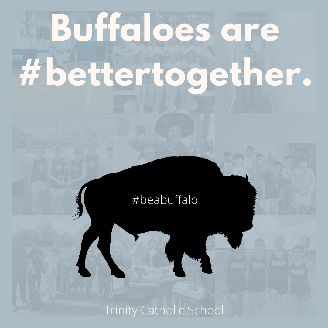 Buffaloes are better together. 