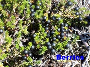 photo of berries