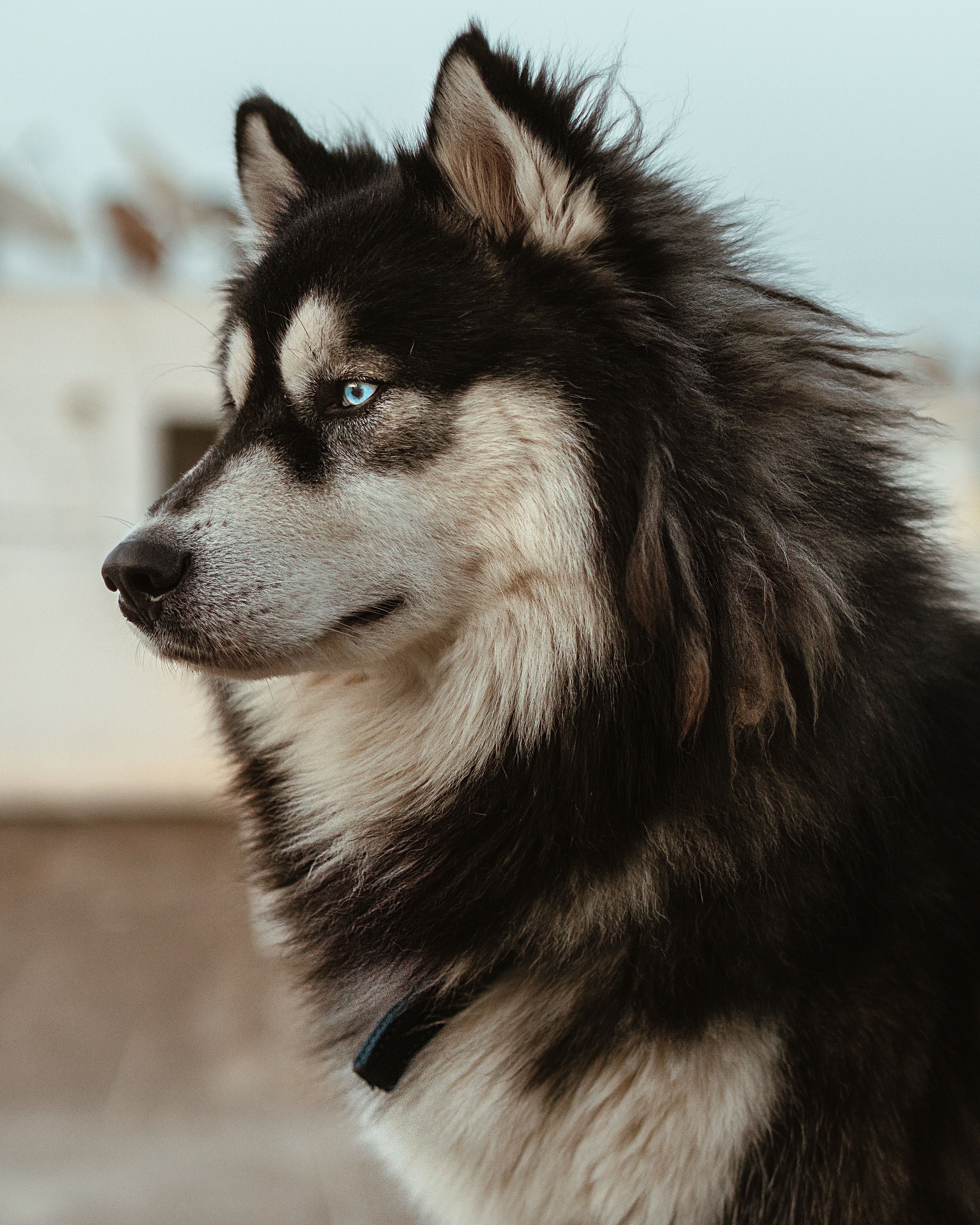 close up photo of husky dog looking in the distance