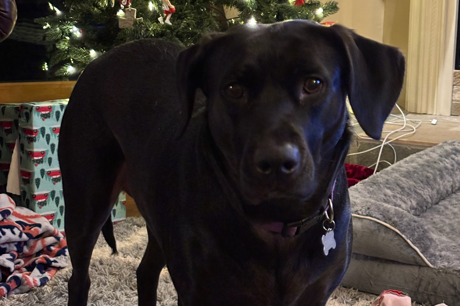 black lab dog