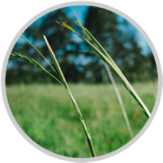 Grass