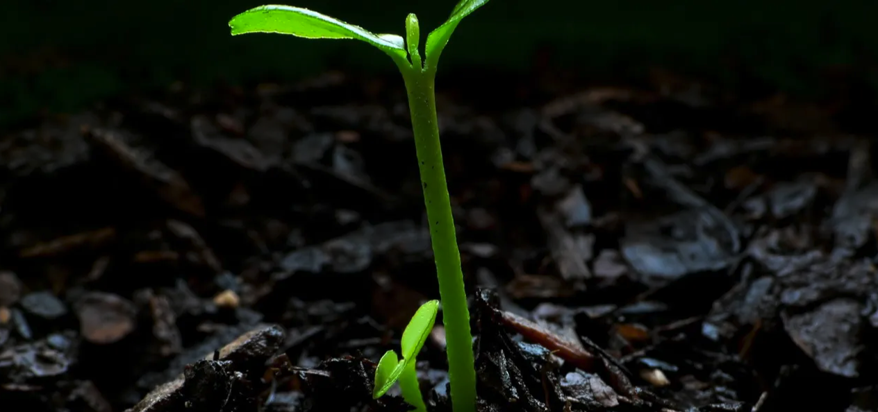 Single plant growing out of the ground